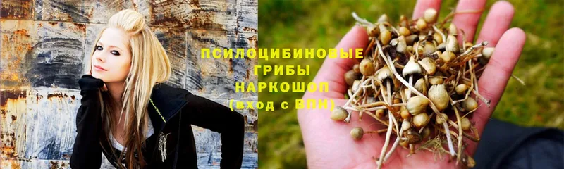 Галлюциногенные грибы Psilocybine cubensis  мега ссылки  Новокубанск  купить наркотик 